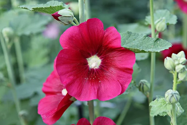 Blumen Blühen Park — Stockfoto