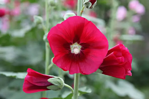 Bloemen Bloeien Het Park — Stockfoto