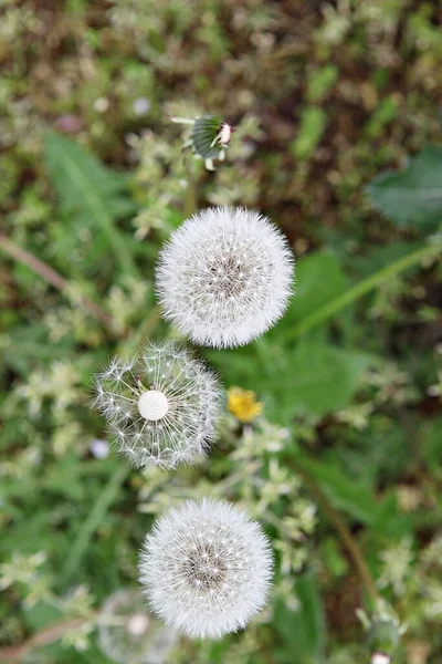 Fiori Che Sbocciano Nel Parco — Foto Stock