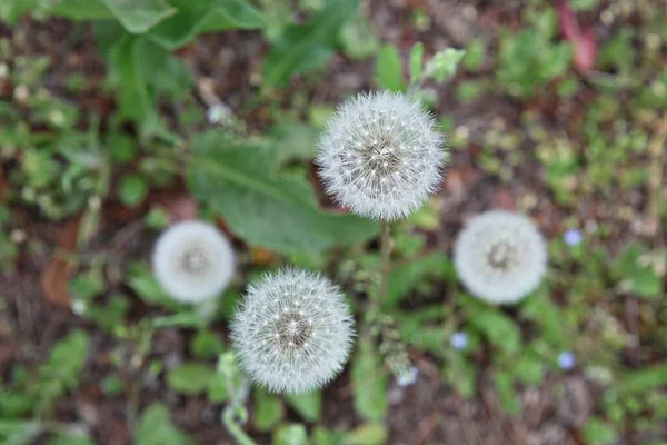 Fleurs Fleurissant Dans Parc — Photo