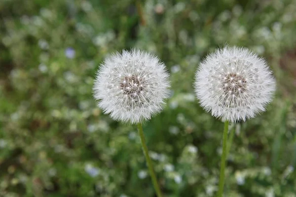 Fiori Che Sbocciano Nel Parco — Foto Stock