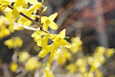   parkta çiçeklenme çiçekler
