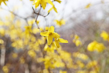   parkta çiçeklenme çiçekler