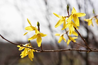   parkta çiçeklenme çiçekler