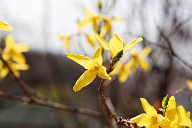   parkta çiçeklenme çiçekler