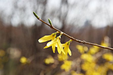   parkta çiçeklenme çiçekler