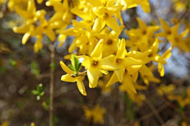   parkta çiçeklenme çiçekler