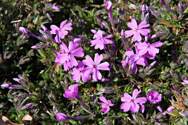   parkta çiçeklenme çiçekler