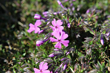   parkta çiçeklenme çiçekler