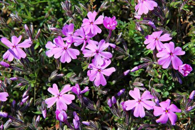   parkta çiçeklenme çiçekler