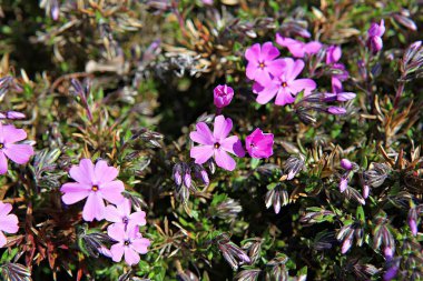   parkta çiçeklenme çiçekler