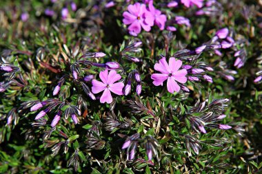   parkta çiçeklenme çiçekler