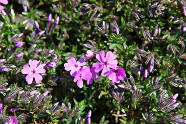   parkta çiçeklenme çiçekler