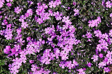   parkta çiçeklenme çiçekler