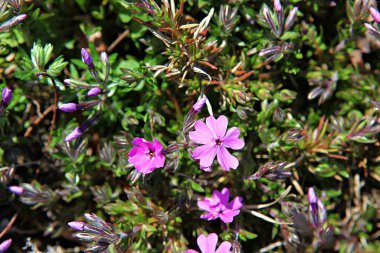   parkta çiçeklenme çiçekler