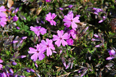   parkta çiçeklenme çiçekler