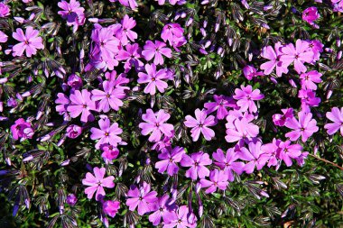   parkta çiçeklenme çiçekler