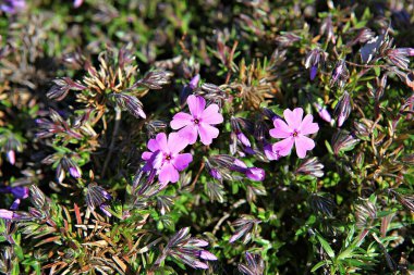   parkta çiçeklenme çiçekler