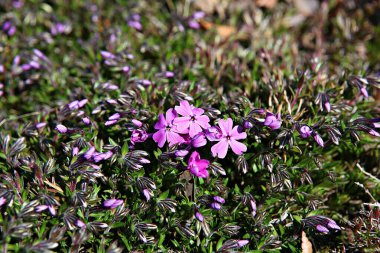   parkta çiçeklenme çiçekler