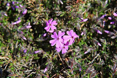   parkta çiçeklenme çiçekler