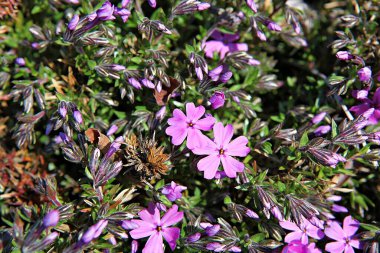   parkta çiçeklenme çiçekler