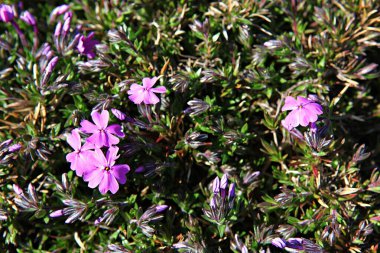   parkta çiçeklenme çiçekler