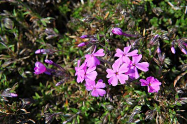   parkta çiçeklenme çiçekler