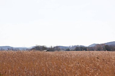 Kore 'de bir ekolojik park olarak korunuyor.