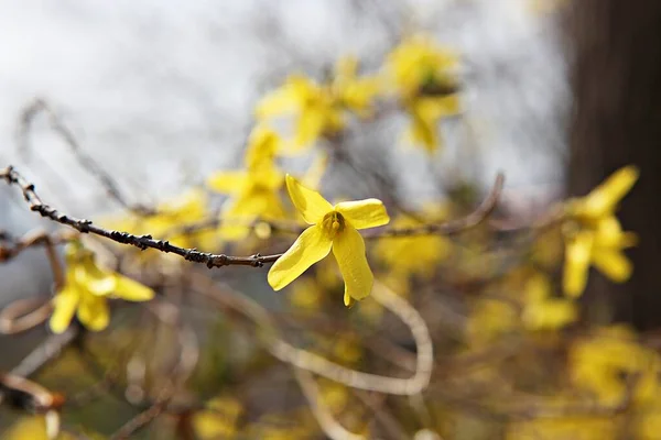 Kwiaty Kwitnące Parku — Zdjęcie stockowe