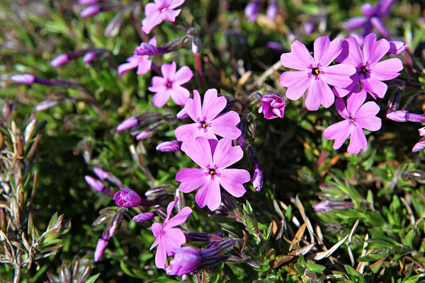 Blumen Blühen Park — Stockfoto