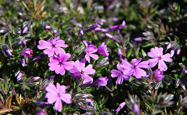 Blumen Blühen Park — Stockfoto