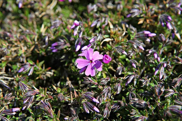 Blumen Blühen Park — Stockfoto