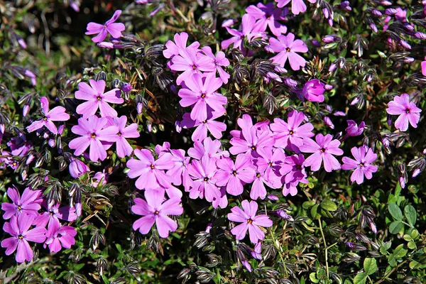 Blumen Blühen Park — Stockfoto