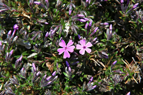 Blumen Blühen Park — Stockfoto