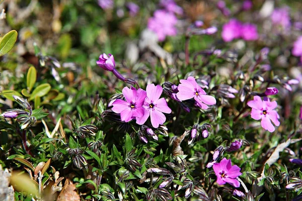 Blumen Blühen Park — Stockfoto