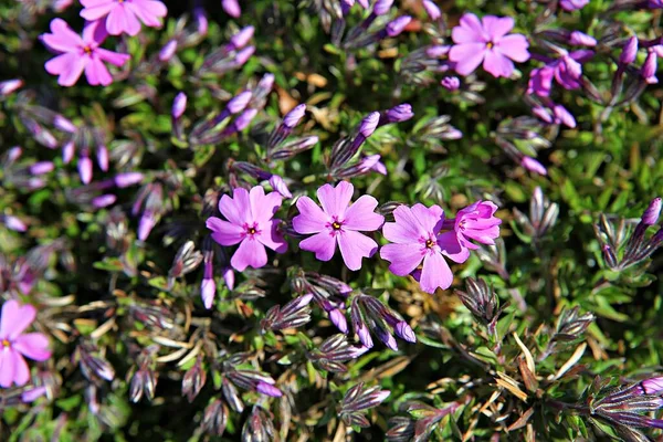 Blumen Blühen Park — Stockfoto