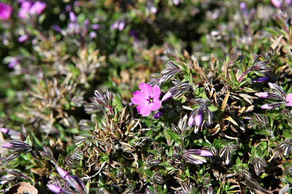 Blommor Som Blommar Parken — Stockfoto