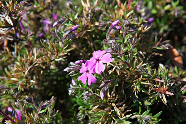 Bloemen Bloeien Het Park — Stockfoto