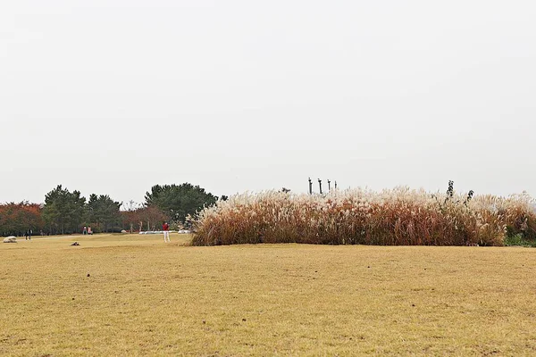 Protegido Como Parque Ecológico Corea — Foto de Stock