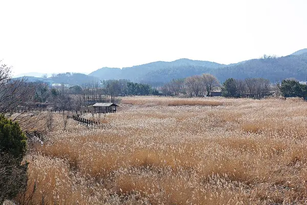 Its Protected Ecological Park Korea — Stock Photo, Image