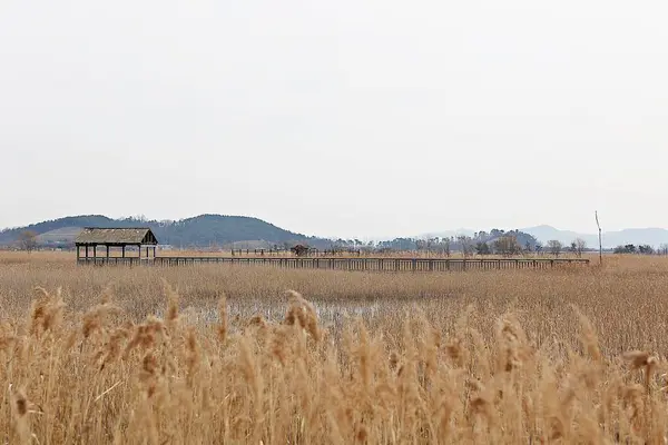 作为韩国的生态公园受到保护 — 图库照片