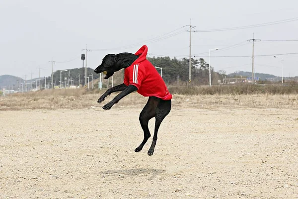 Its Korean Pet Dog — Stock Photo, Image