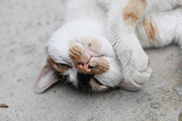 Korean Cats Close People — Stock Photo, Image