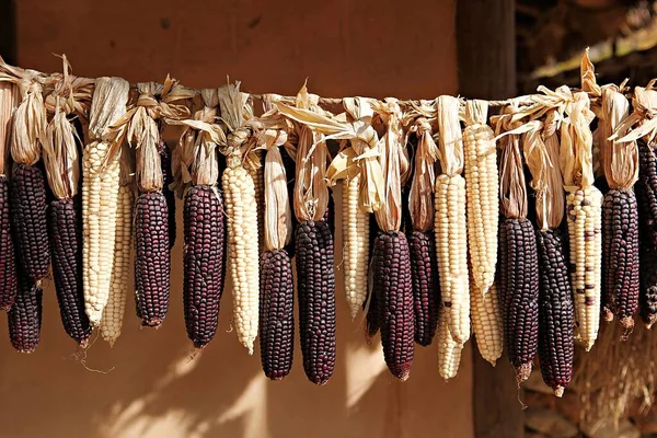  Kore 'de yetişen ve sonbaharda hasat edilen bir mısır.