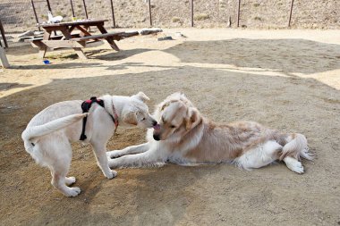 Parkta oynayan köpek yavruları