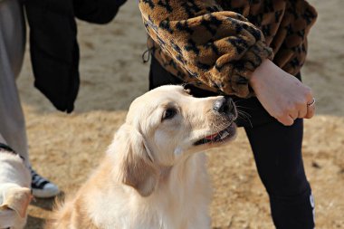 Parkta oynayan köpek yavruları