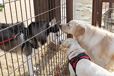 Parkta oynayan köpek yavruları