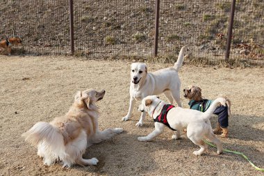 Parkta oynayan köpek yavruları