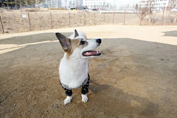 Parkta Oynayan Köpek Yavruları — Stok fotoğraf