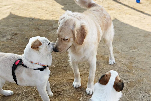 Cachorros Brincando Parque — Fotografia de Stock